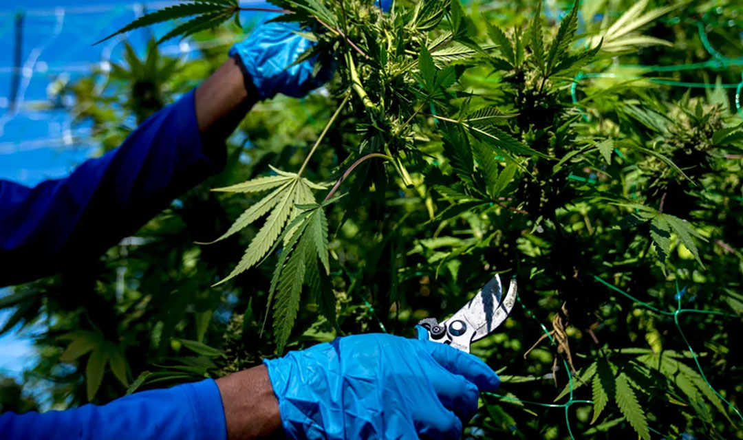 Michigan’s marijuana price collapse slows as sales rebound