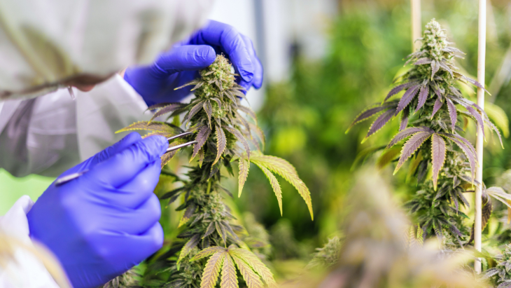 Analysis: Fewer Than One-Third of Legal Cannabis States Have Appropriated Funding for Marijuana Research