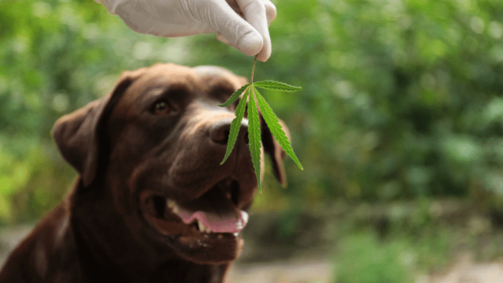 Florida: Appeals Court Throws Out Cannabis Conviction Because Canines Can’t Distinguish Between Hemp and Marijuana