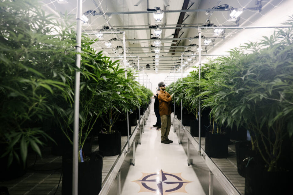 Grown Rogue posts strong early results from ABCO Garden State