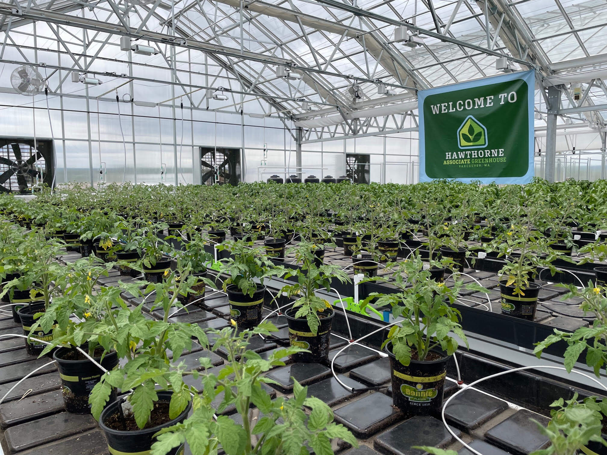 Scotts cuts Hawthorne Collective loose as it pivots away from cannabis