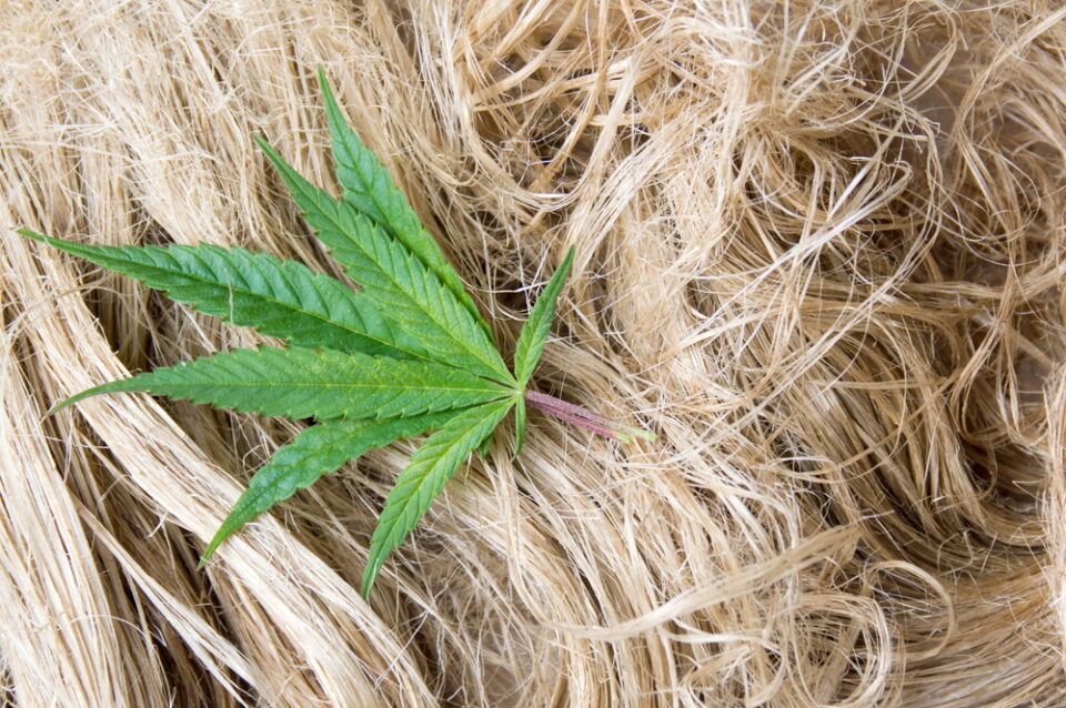 Regulatory chaos threatens US hemp industry