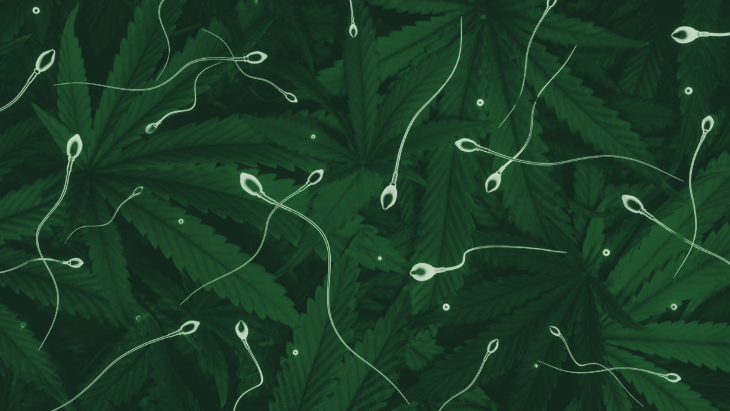 Enlarged microscopic images of sperm on a background of cannabis leaves